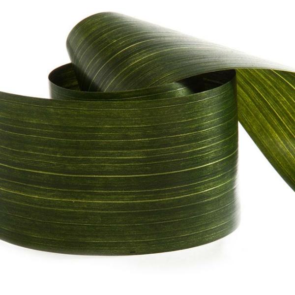 Aspidistra Leaf Ribbon |  Ribbon Tear Aspidistra Leaf Green (10cmx50m) Aspidistra Leaf Ribbon Aspidistra Leaf Ribbon